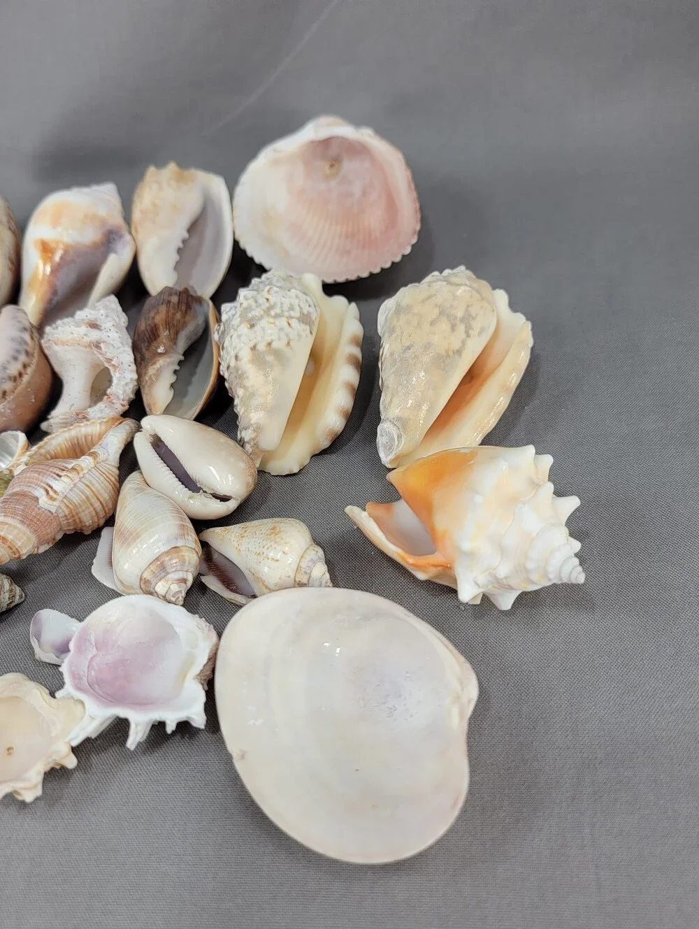 Mixed Shell Seashell Lot Beach Wedding Coastal Nautical Crafts Decor